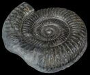 Dactylioceras Ammonite Fossil - England #52643-1
